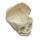 Fetal human skull model 40 weeks with calvarium cut