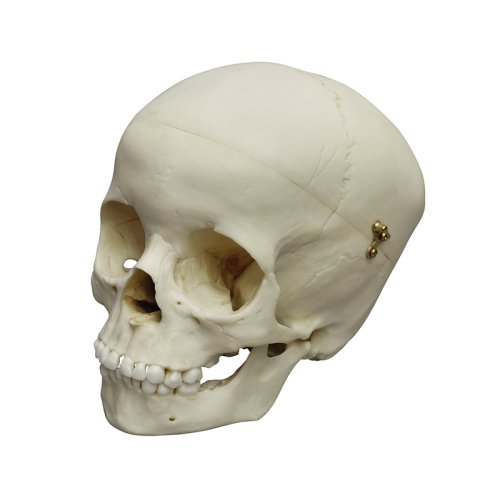 Child skull model, 5 year old