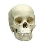 Human skull model, 13 year old
