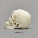 Human skull model, 13 year old