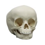 Child skull model, 15 months old