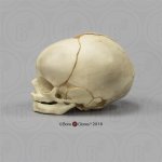 Fetal skull 40 ½ weeks