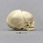 Fetal skull 40 ½ weeks