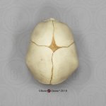 Fetal skull 40 ½ weeks