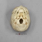 Fetal skull 40 ½ weeks