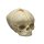 Fetal skull 40 &frac12; weeks