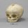 Fetal skull 40 ½ weeks