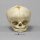 Fetal skull 40 ½ weeks