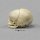 Fetal skull 40 ½ weeks