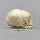 Fetal skull 40 ½ weeks