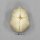Fetal skull 40 ½ weeks