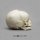 Fetal skull 40 weeks