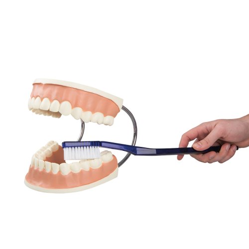 Giant Dental Care Model, 3x magnified - 3B Smart Anatomy