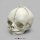 Fetal skull 29 weeks