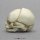 Fetal skull 21 ½ weeks