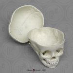 Child skull model, 1 year old