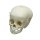 Child skull model, 1 year old
