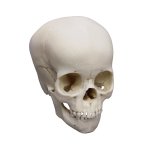 Child skull model, 4 year old