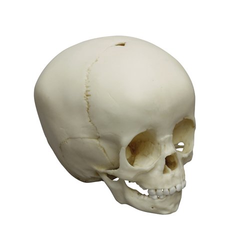 Child skull model, 1 &frac12; year old