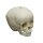 Child skull model, 1 &frac12; year old