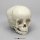 Child skull model, 1 ½ year old