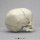 Child skull model, 1 ½ year old