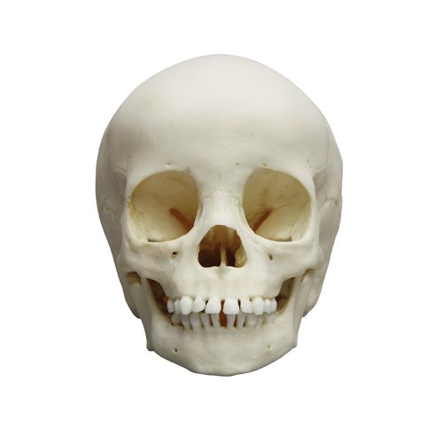 Child skull model, 3 year old