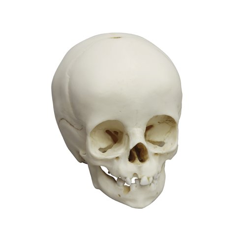 Child skull model, 14 months old