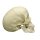Scaphocephalic skull model