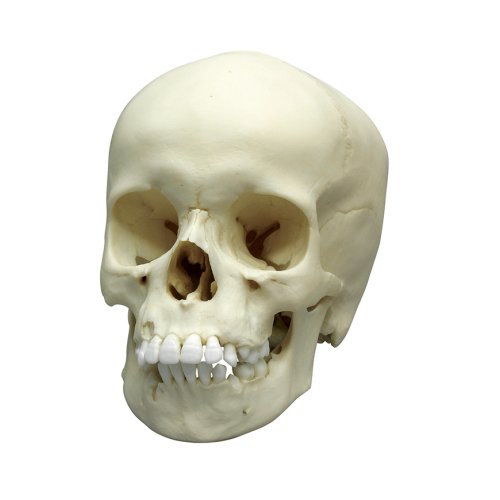 Child skull model, 9 year old