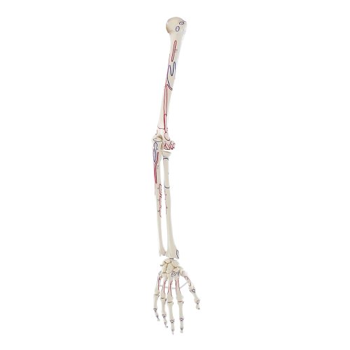 Arm skeleton model with muscle marking