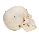 Skull Model BONElike, 6 part - 3B Smart Anatomy