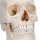 Skull Model BONElike, 6 part - 3B Smart Anatomy