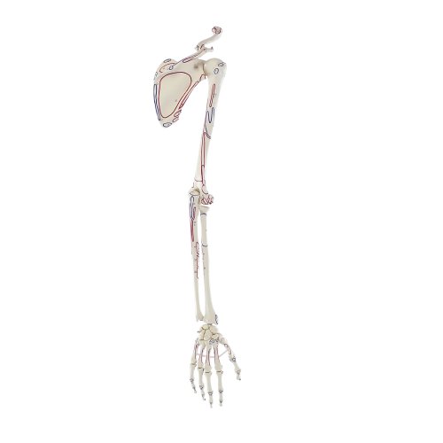 Arm skeleton model with shoulder girdle and muscle marking
