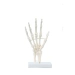 Hand skeleton model, block model