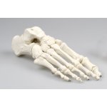 Foot skeleton model