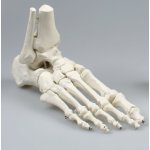 Foot skeleton model with tibia and fibula insertion