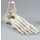 Foot skeleton model with tibia and fibula insertion