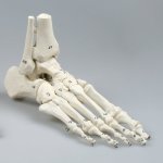 Foot skeleton model with tibia and fibula insertion, numbered