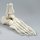 Fu&szlig;skelett-Modell mit Schien- und Wadenbeinansatz, nummeriert
