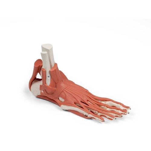 Foot skeleton model with ligaments