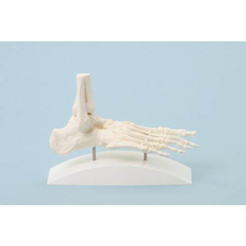 Fu&szlig;skelett-Modell mit Stativ
