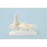 Foot skeleton model, block model