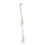 Leg skeleton model