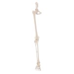 Leg skeleton model with half pelvis