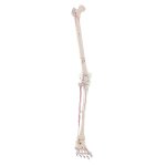 Leg skeleton model with muscle marking