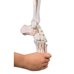Leg skeleton model with half pelvis, flexible foot and...