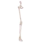 Leg skeleton model with half pelvis, flexible foot and muscle markings