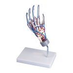 Vascular hand model