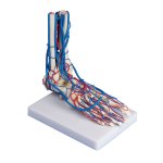 Vascular foot model